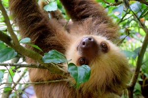 Sloth in Costa Rica jungle. 