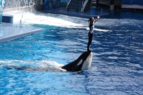 Shamu with performer at SeaWorld Orlando.
