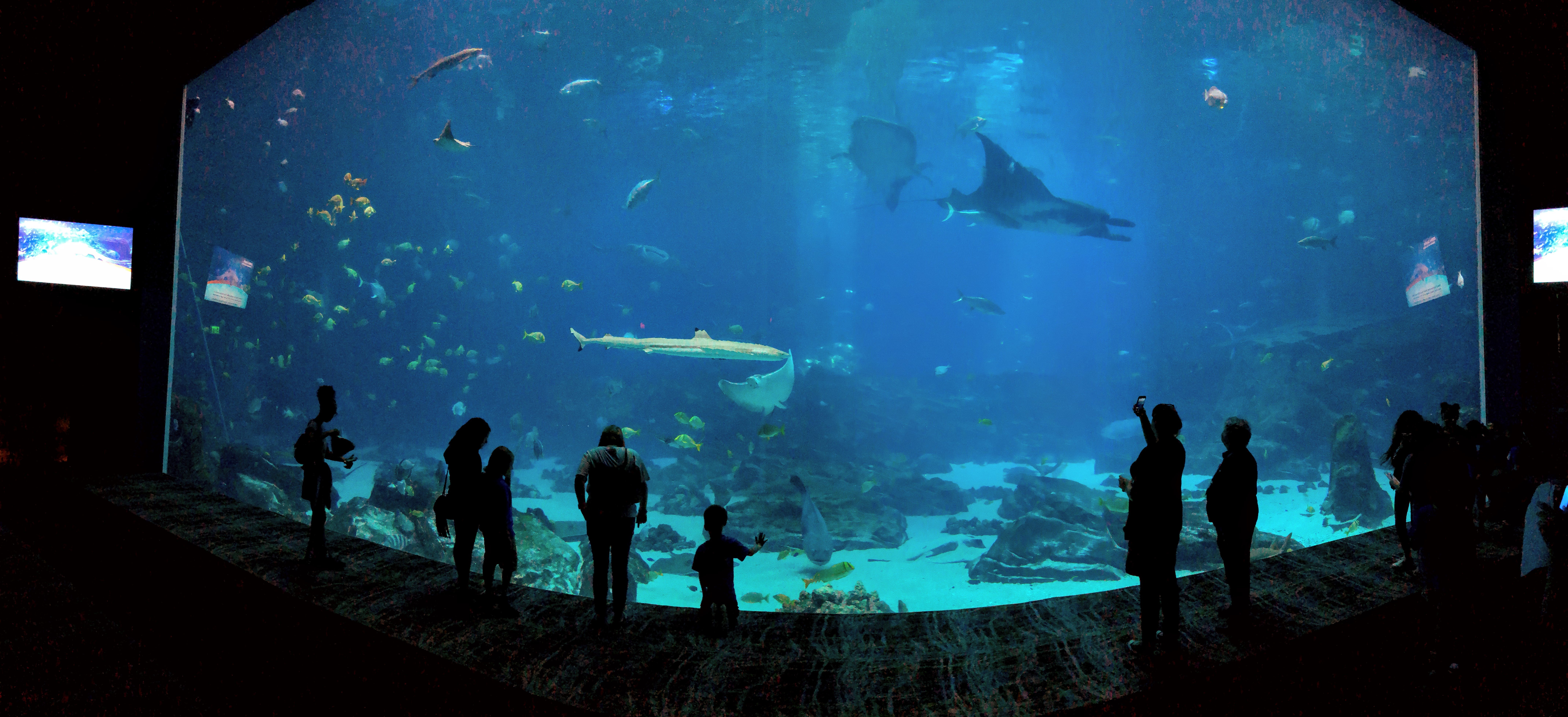 Large underwater tank at the Georgia Aquarium. 