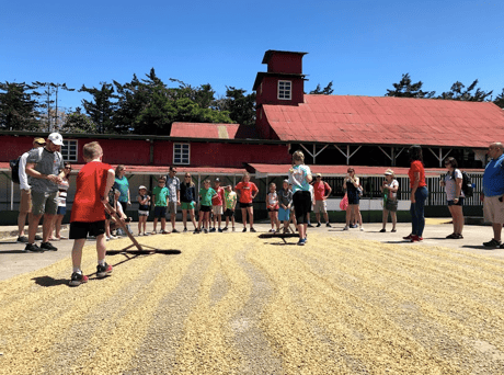 Students at the Doka Estate Coffee Farm raking