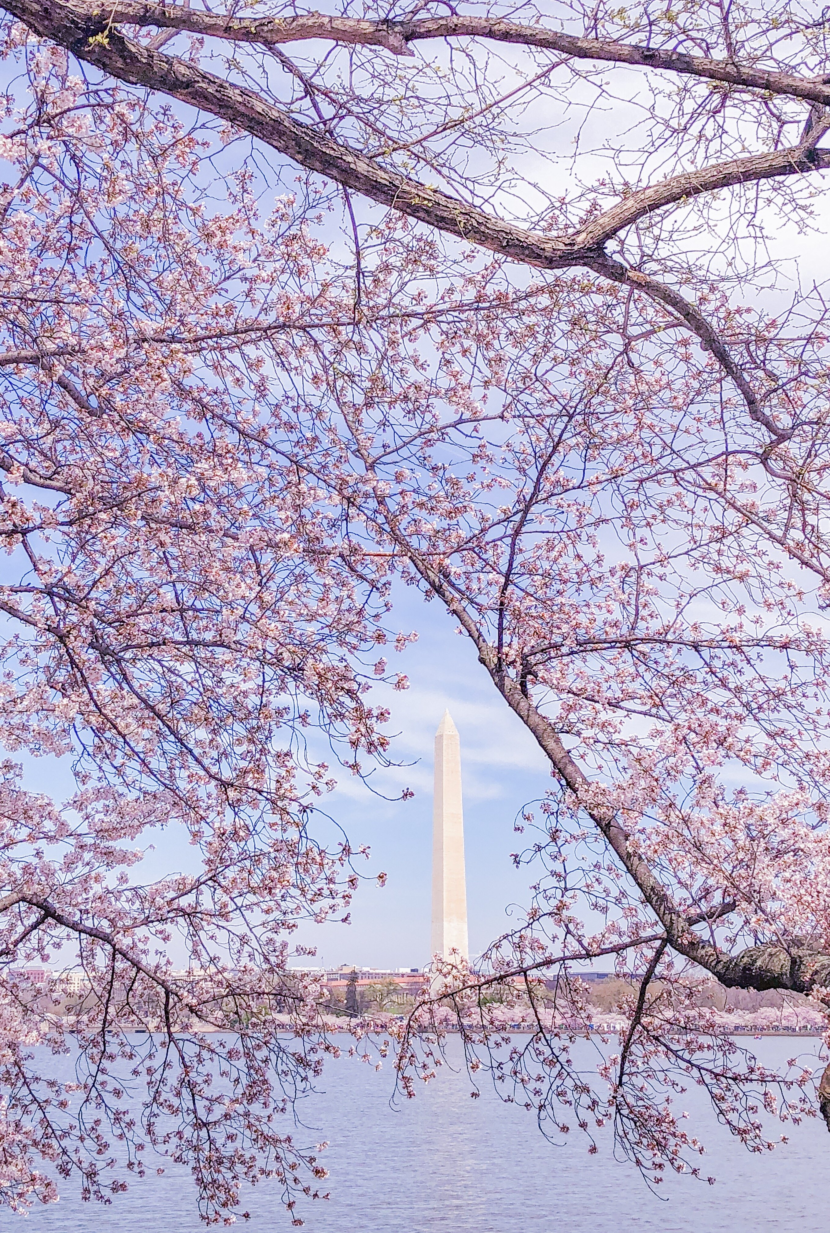 Washington Monument during Cherry Blossom Festival 