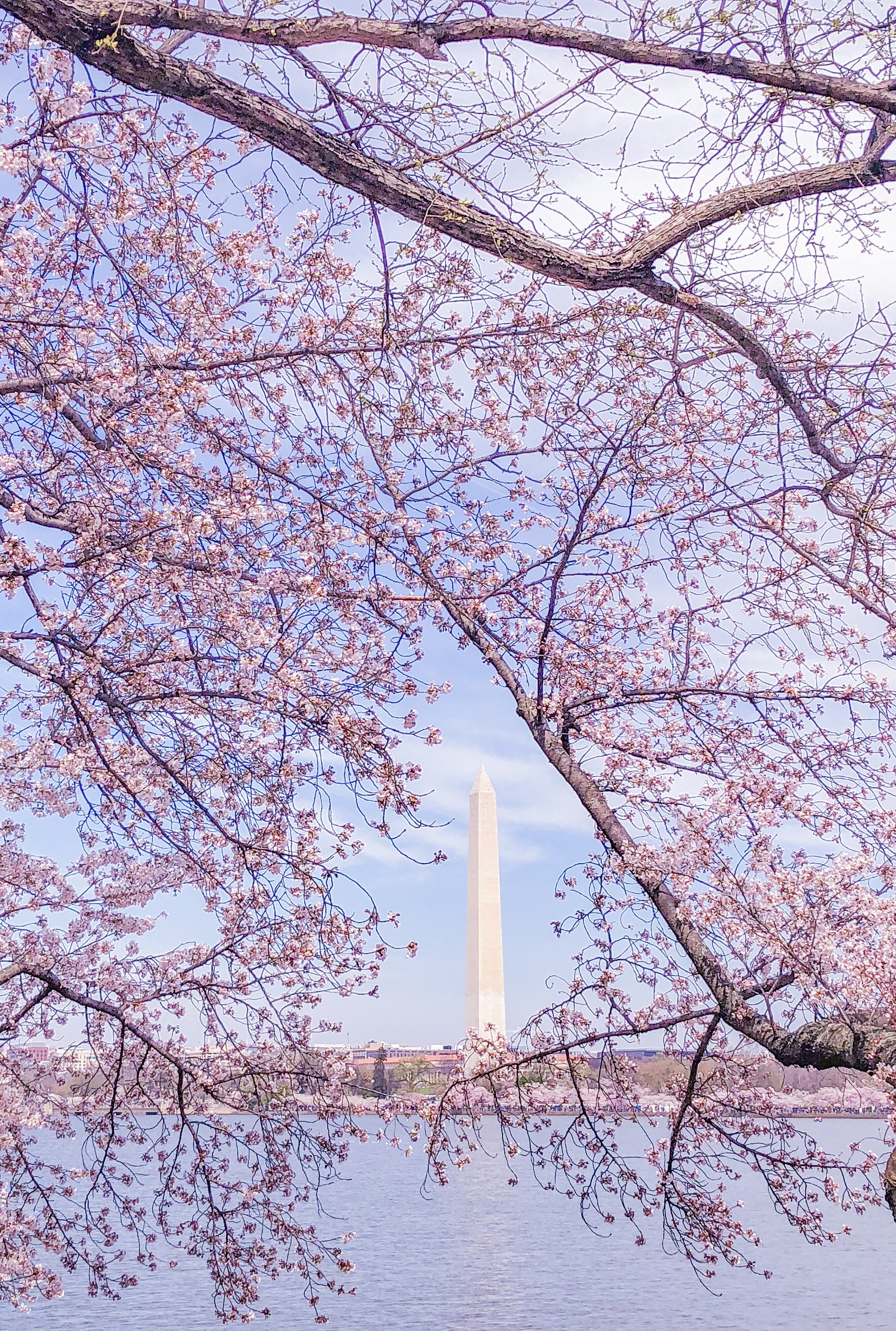 Washington Monument during Cherry Blossom Festival 