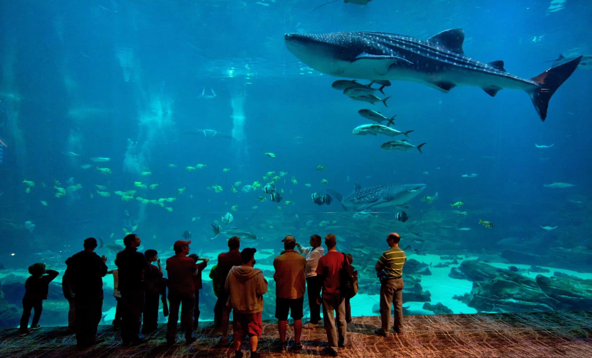 Atlanta-Georgia-Aquarium-Guests-Whale-Shark