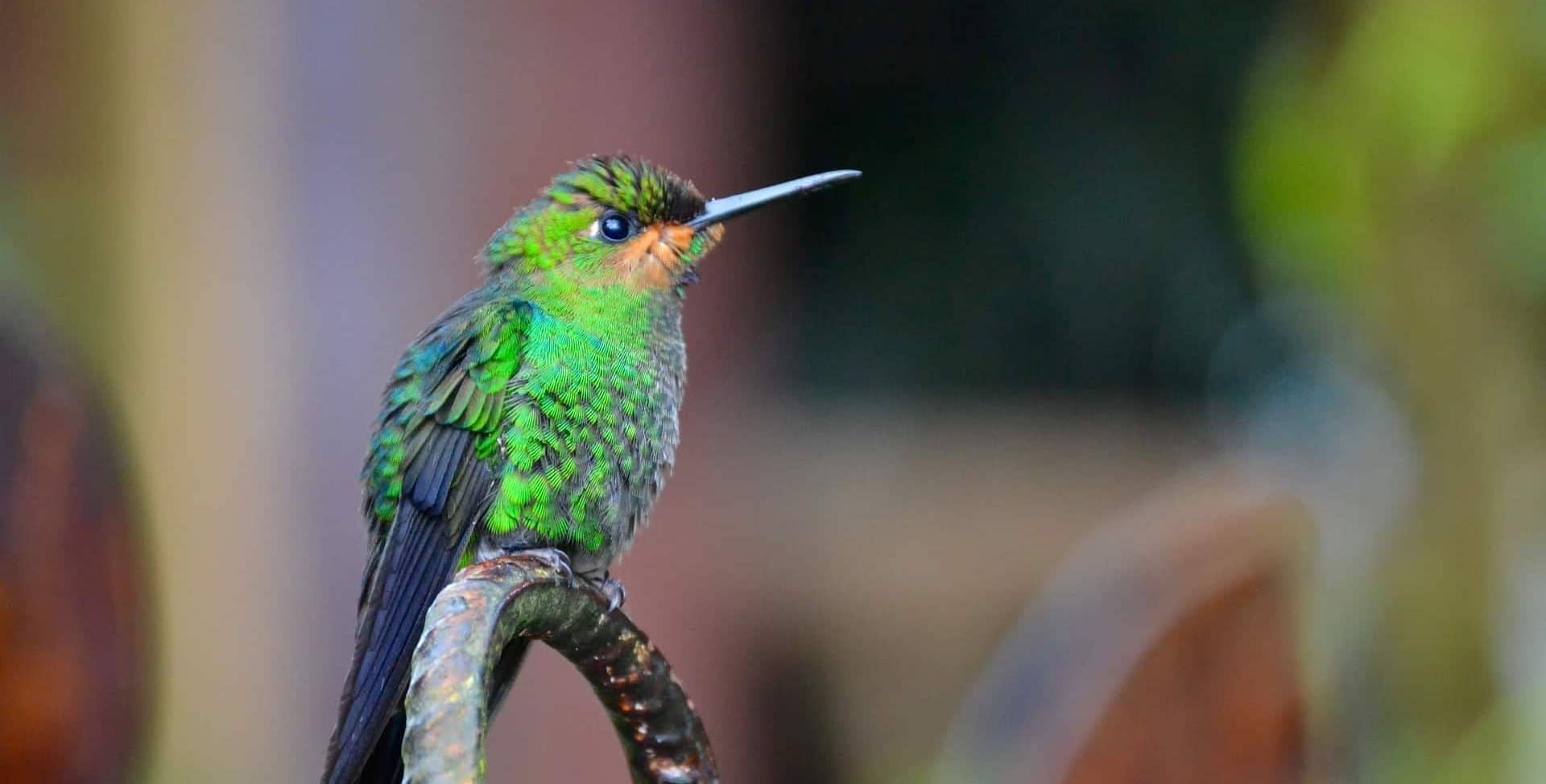 Costa Rica, Pura Vida