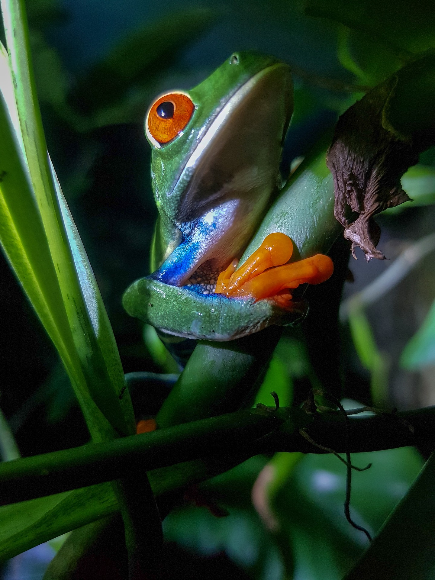 Frog in Costa Rica Jungle 